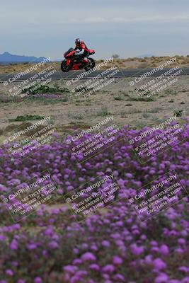 media/Jan-14-2023-SoCal Trackdays (Sat) [[497694156f]]/Turn 14 Exit Bloomig (145pm)/